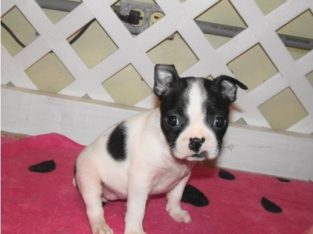 Boston terrier puppies Available for sale
