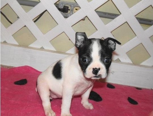 Boston terrier puppies Available for sale