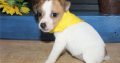Jack Russell Terrier puppies Available for sale