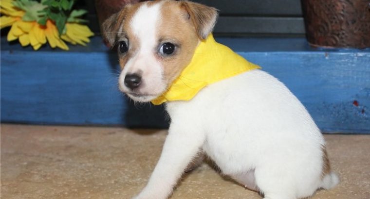 Jack Russell Terrier puppies Available for sale