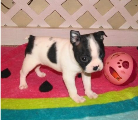 Chihuahua Puppies Available for sale