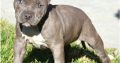 pit bull terre