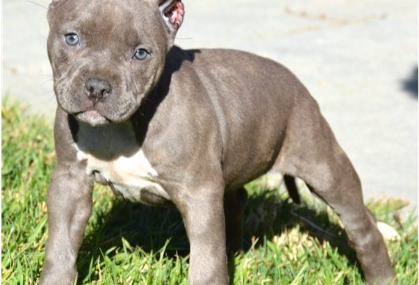 pit bull terre