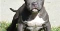pit bull terre