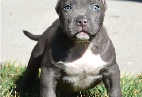 pit bull terre