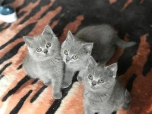 British shorthair kitten