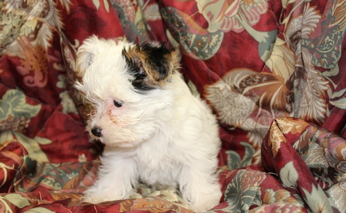 Teacup Yorkie puppies Available for sale