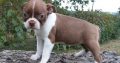 Bull Terrier puppies Available for sale
