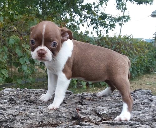 Bull Terrier puppies Available for sale