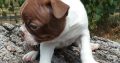 Bull Terrier puppies Available for sale