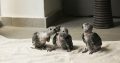 Healthy Hand Fed Parrots For Sale