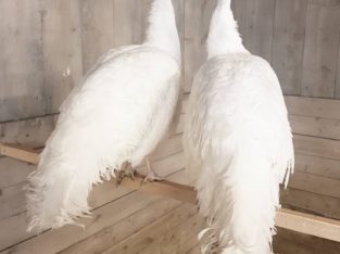Peacocks and Peahens Pairs
