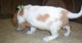 Cavalier King Charles Spaniel puppies for sale