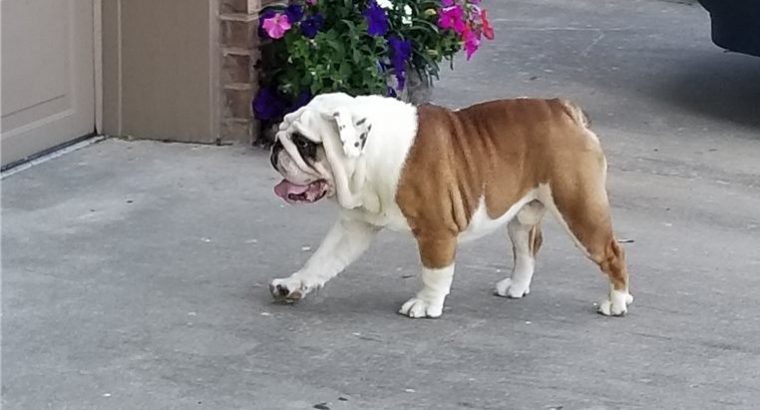 Bulldog Pictures Puppies Available for sale