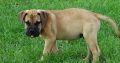 Registered Bullmastiff puppies for sale