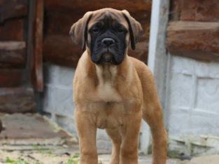 Bullmastiff Puppies