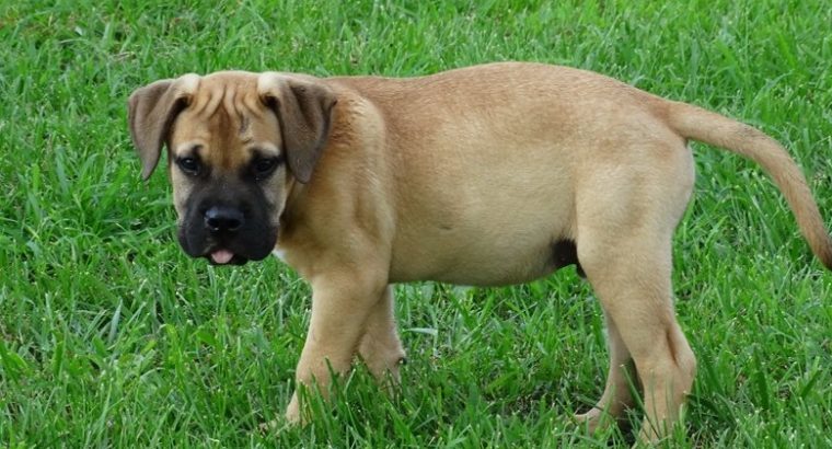 Registered Bullmastiff puppies for sale