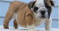 Bulldog Pictures Puppies Available for sale