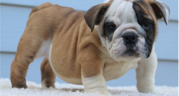 Bulldog Pictures Puppies Available for sale