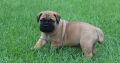 Registered Bullmastiff puppies for sale