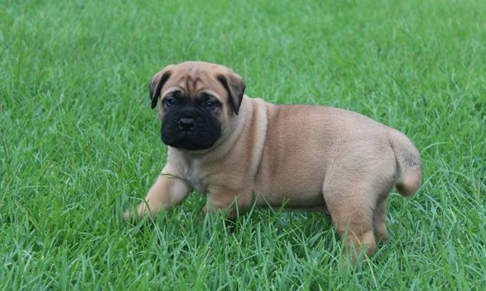 Registered Bullmastiff puppies for sale