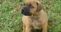 Registered Bullmastiff puppies for sale