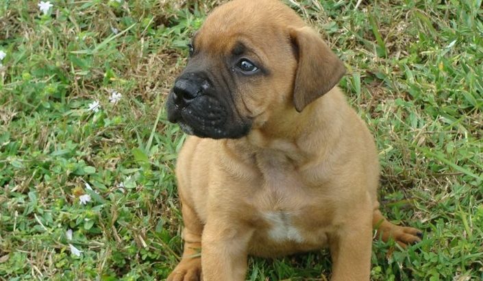 Registered Bullmastiff puppies for sale