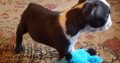 Registered Boston terrier puppies for sale