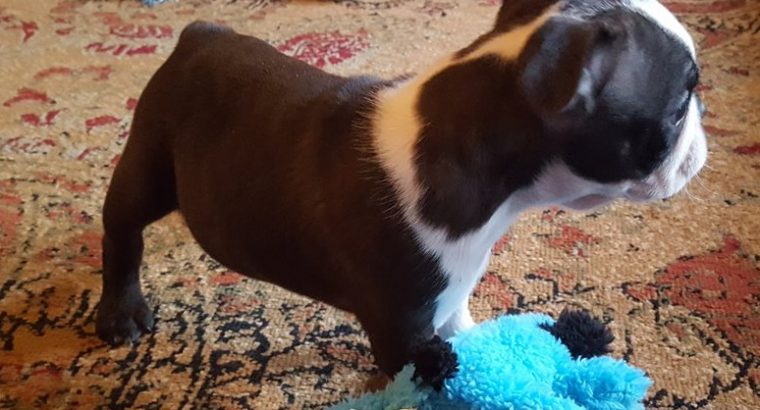 Registered Boston terrier puppies for sale
