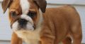 Bulldog Pictures