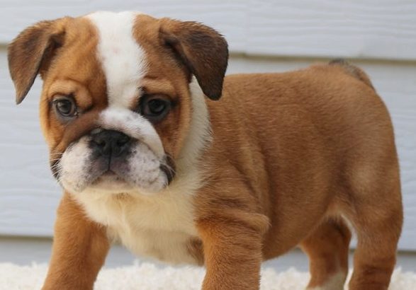 Bulldog Pictures