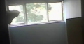 Professional painter and eletrician
