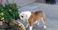 Bulldog Pictures