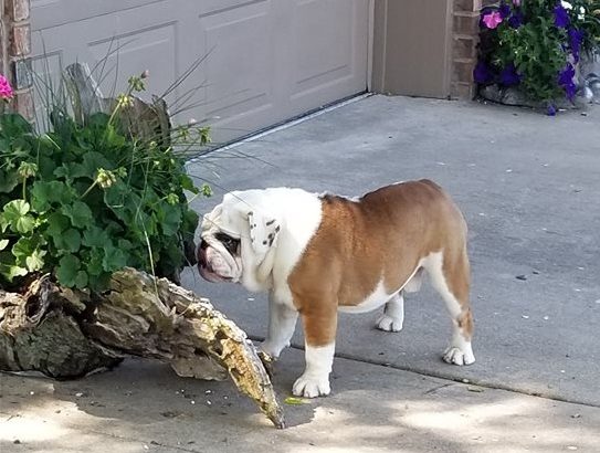 Bulldog Pictures