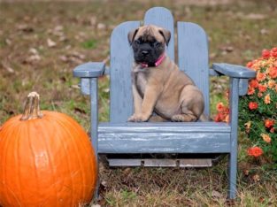 Bullmastiff