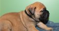 Bullmastiff Puppies Available for sale