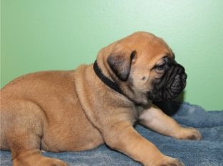 Bullmastiff Puppies Available for sale