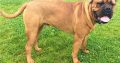 Bullmastiff Pictures Puppies Available for sale
