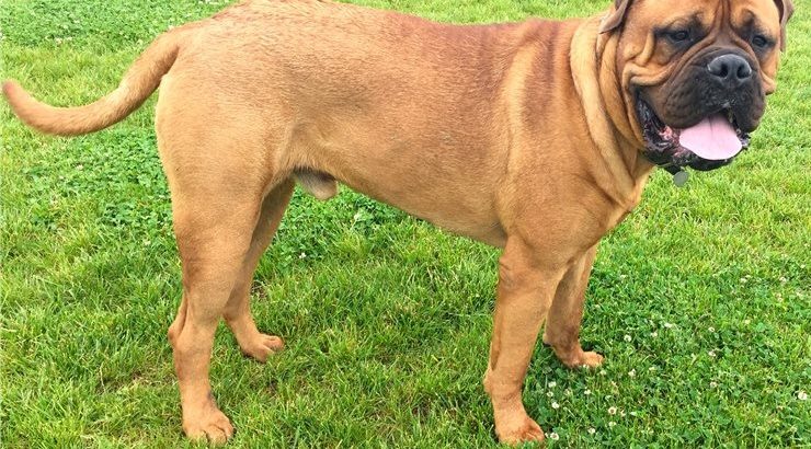 Bullmastiff Pictures Puppies Available for sale