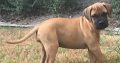 Bullmastiff