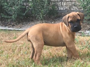 Bullmastiff