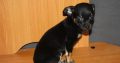 Chihuahua puppies for sale