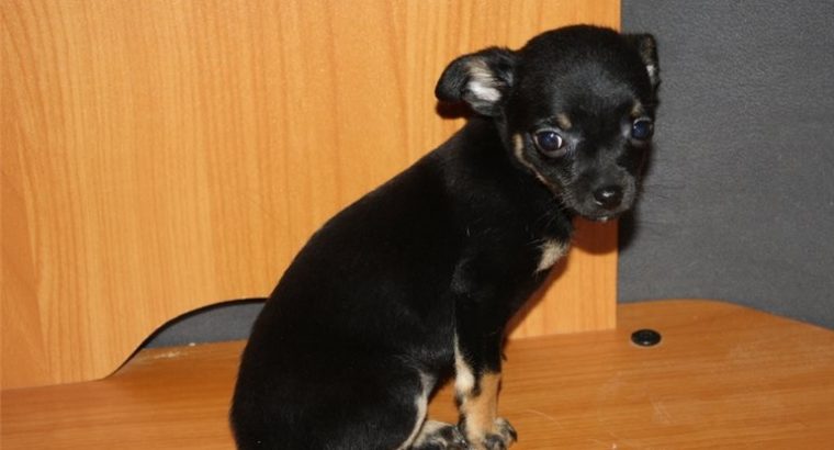 Chihuahua puppies for sale