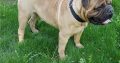 Bullmastiff Pictures Puppies Available for sale