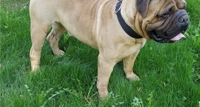 Bullmastiff Pictures Puppies Available for sale