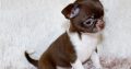 Chihuahua puppies for sale