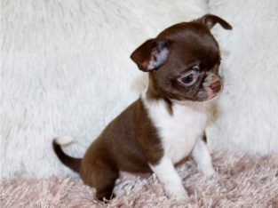 Chihuahua puppies for sale