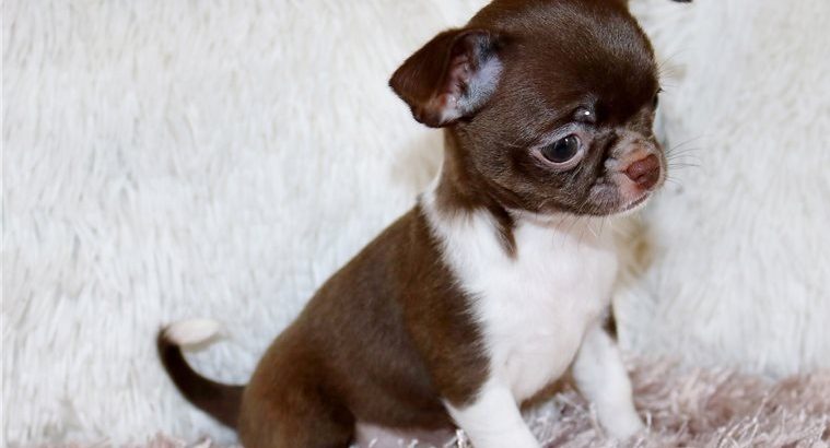 Chihuahua puppies for sale