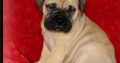 Bullmastiff