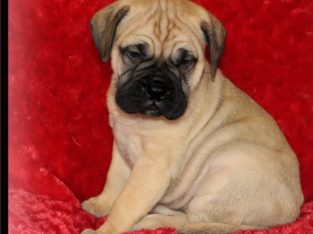 Bullmastiff